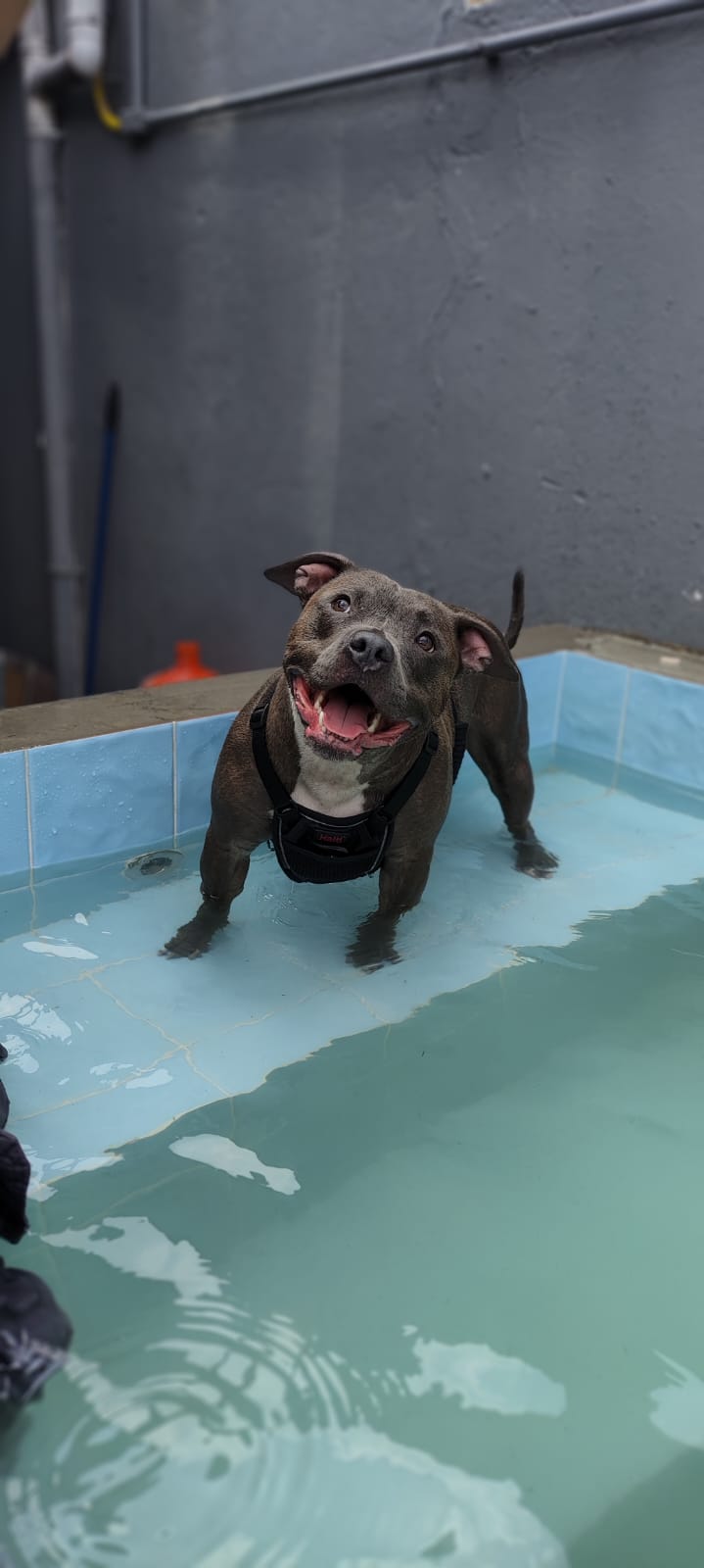Dog House SP