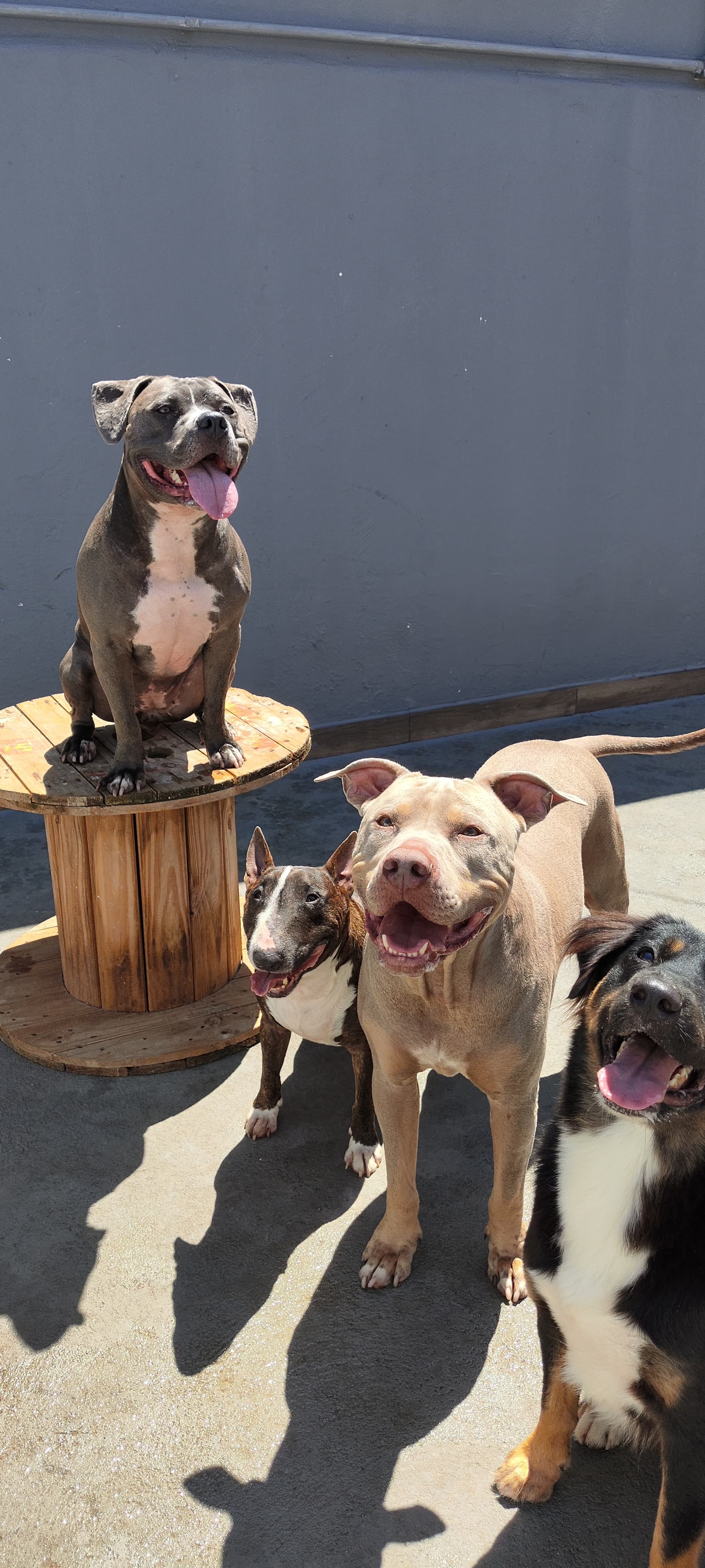 Dog House SP