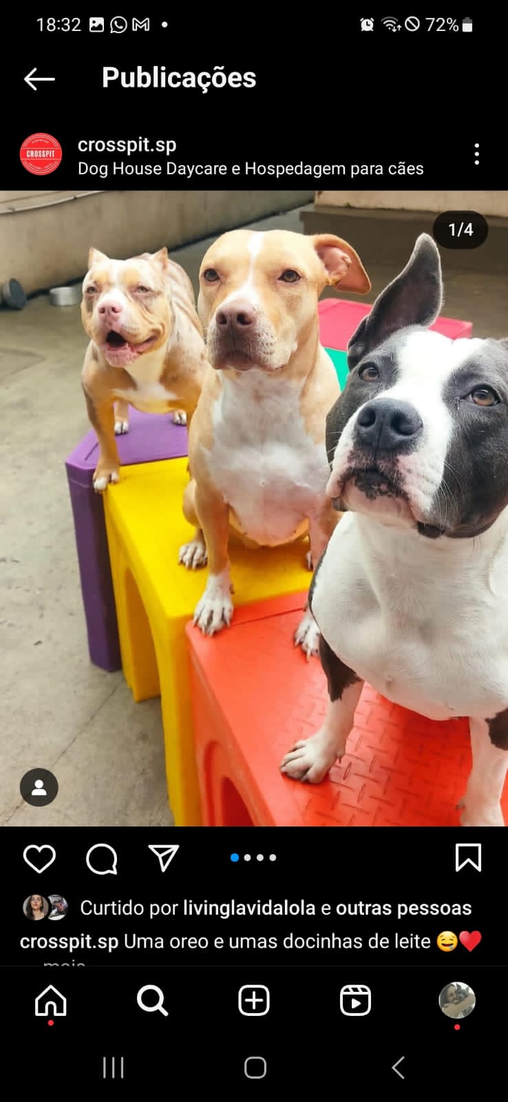 Dog House SP