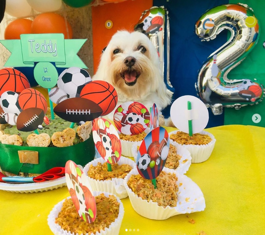 Teddy na Dog House